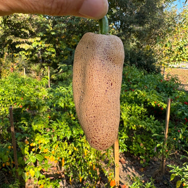 Farmers Market Jalapeno - Seeds - The Pepper Pantry (Formerly Marie Sharp's)